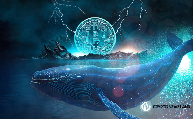 Resilient at $80k as whale cash increases by 219%