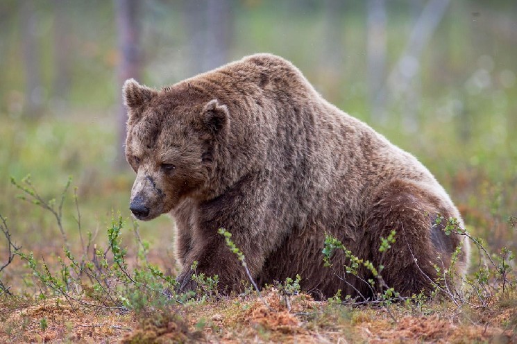Science and science for Tom Lee Mars "Grandma Shots" Portfolio